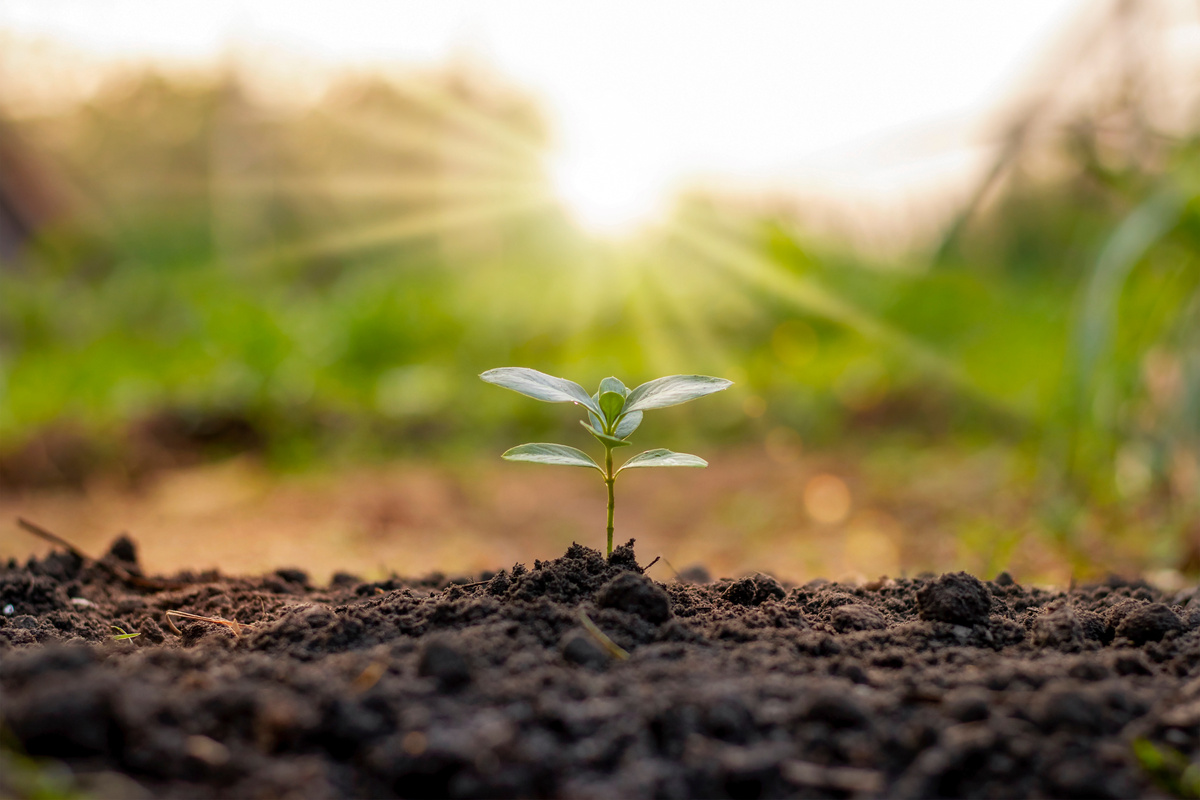 Seedling Grows Naturally in Good Soil under Morning Sunlight